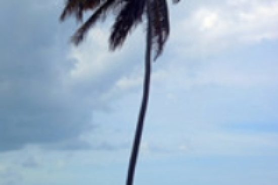 Palm-tree-in-the-wind