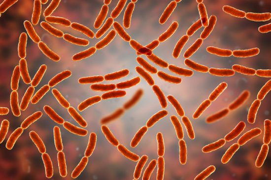 lactobacillus